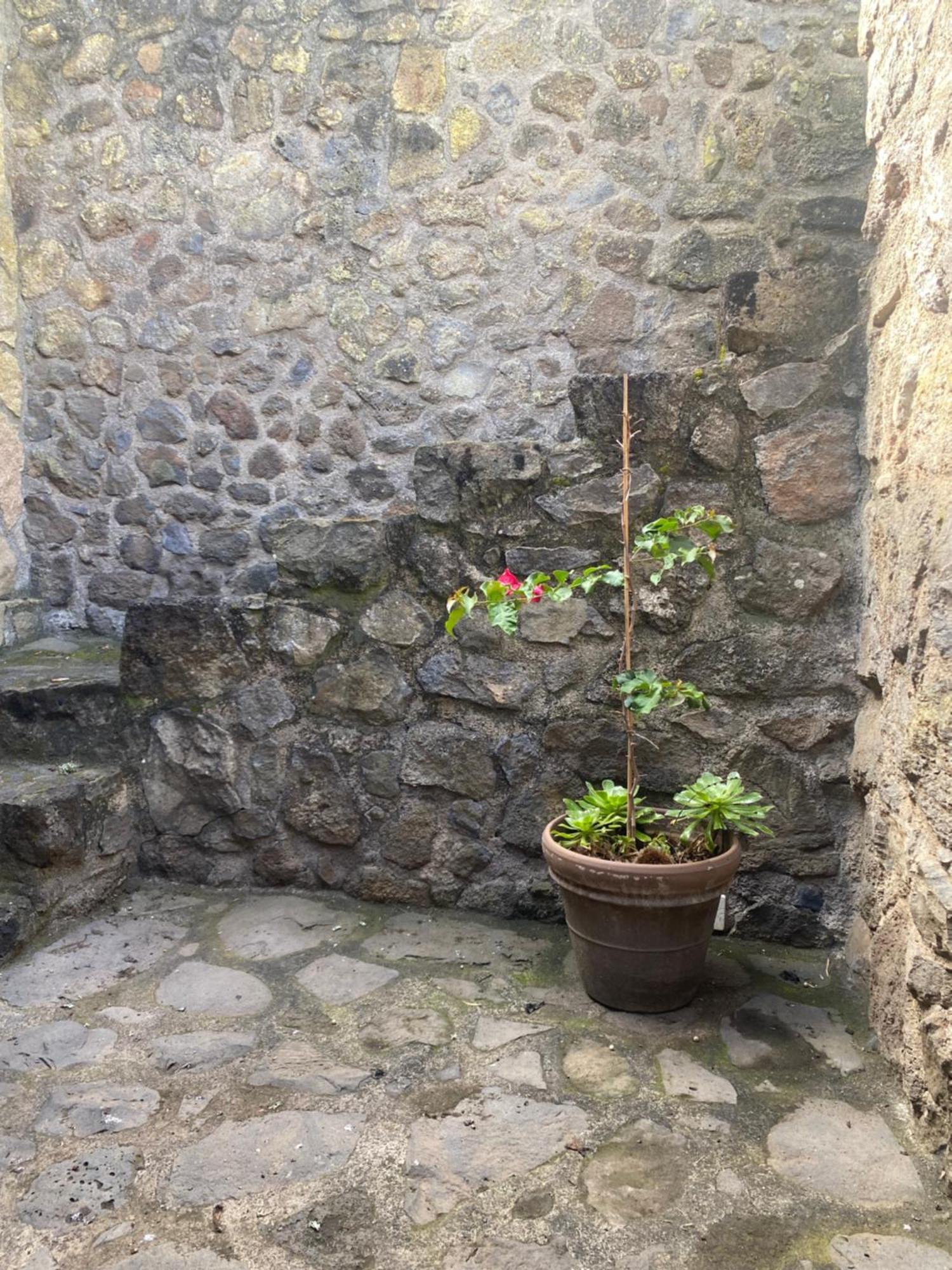 Rural House To Take A Break, La Serreria 25 - Private Garden Tacoronte Exterior foto